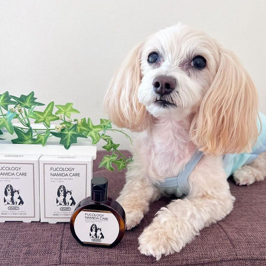 ナミダケア 涙やけ除去剤 被毛健康サポート 31ml フコロジー 日本製